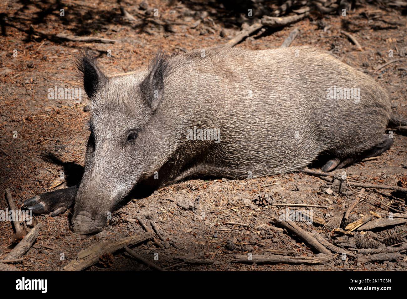 Wild boar lies on the forest floor in the sunshine Stock Photo