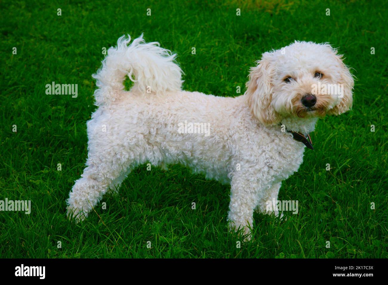 A friendly little Shih tzu dog in the Lancashire countryside Stock