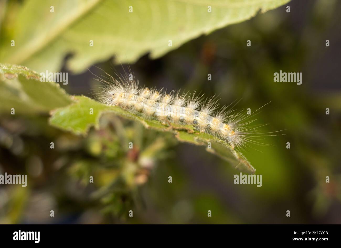 The long hairs of this Milkweed Tussock Moth are a deterrent to predators as they are highly irritable. But this has not protected it from parasites Stock Photo