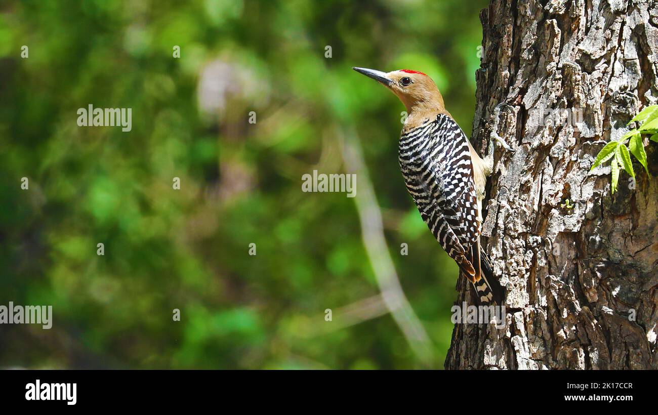 Gila woodpecker hanging from a trunk, Arizona Stock Photo
