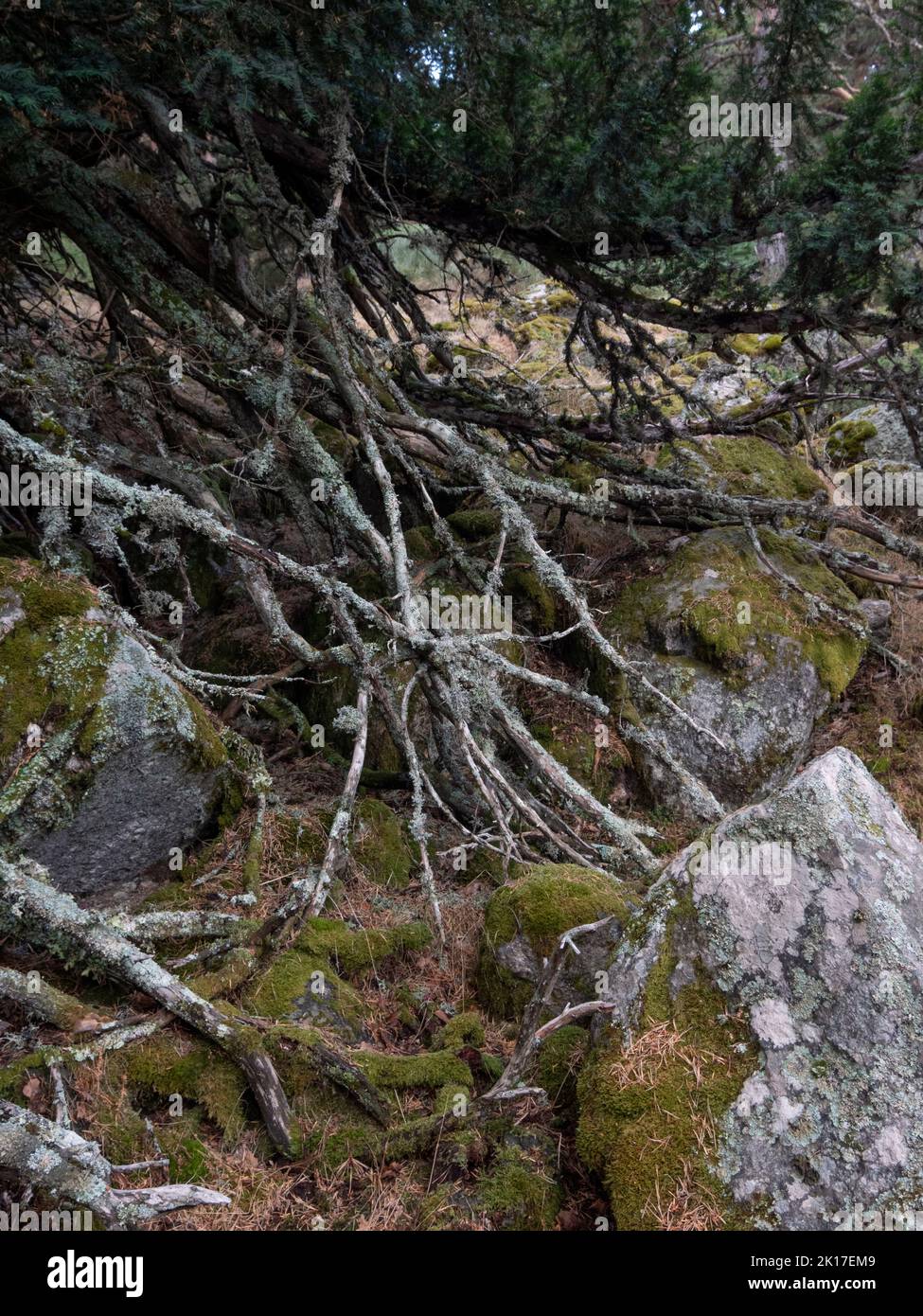 Vertical view of ancient yew tree roots surrounding granite stones full