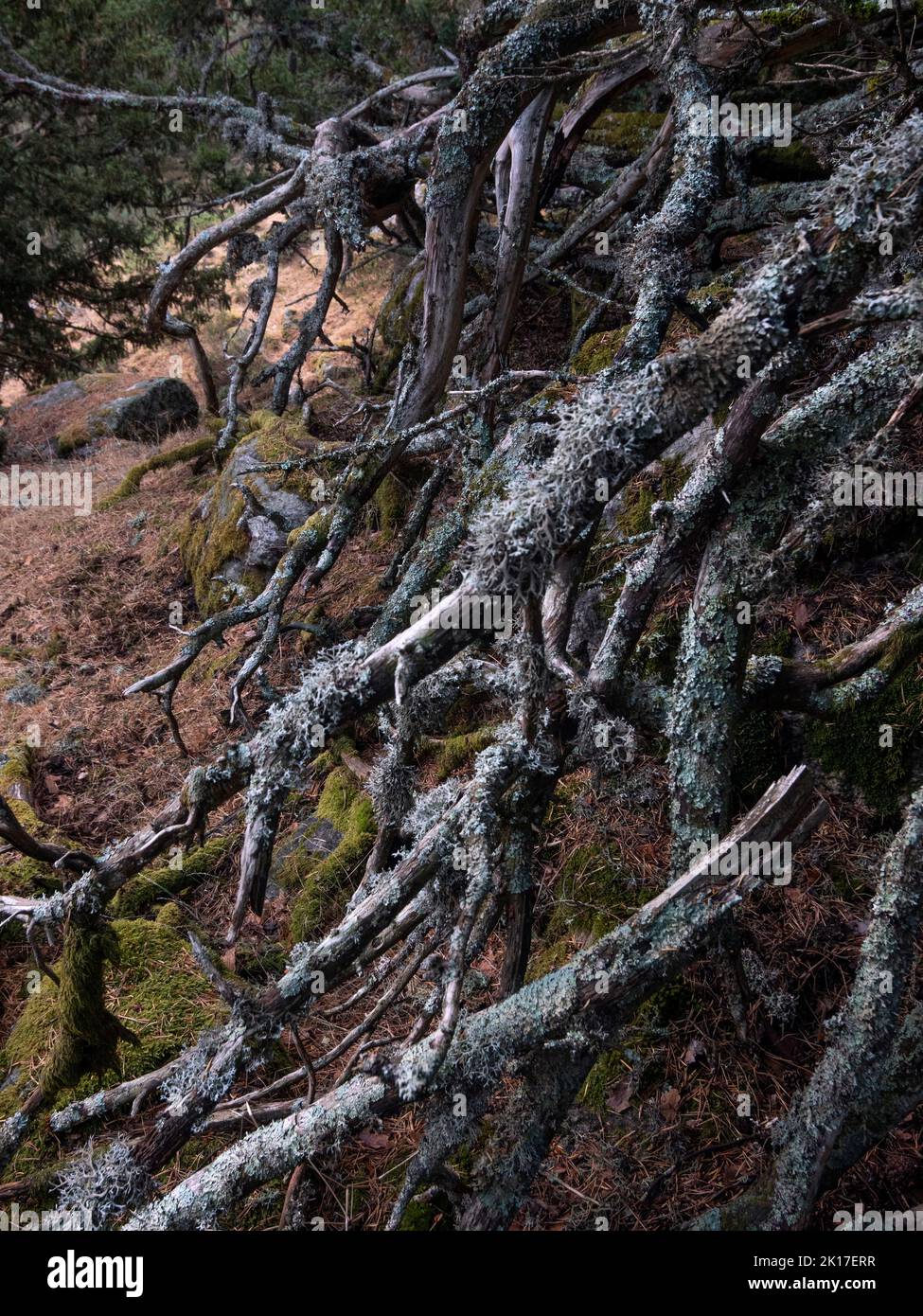 Side view of ancient yew tree roots Stock Photo Alamy