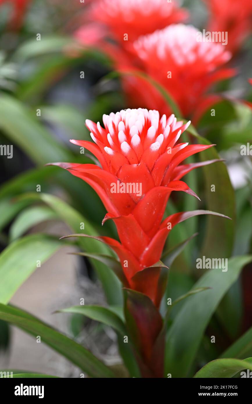 Picturesque blossoming of a beautiful Guzmania flower. Stock Photo