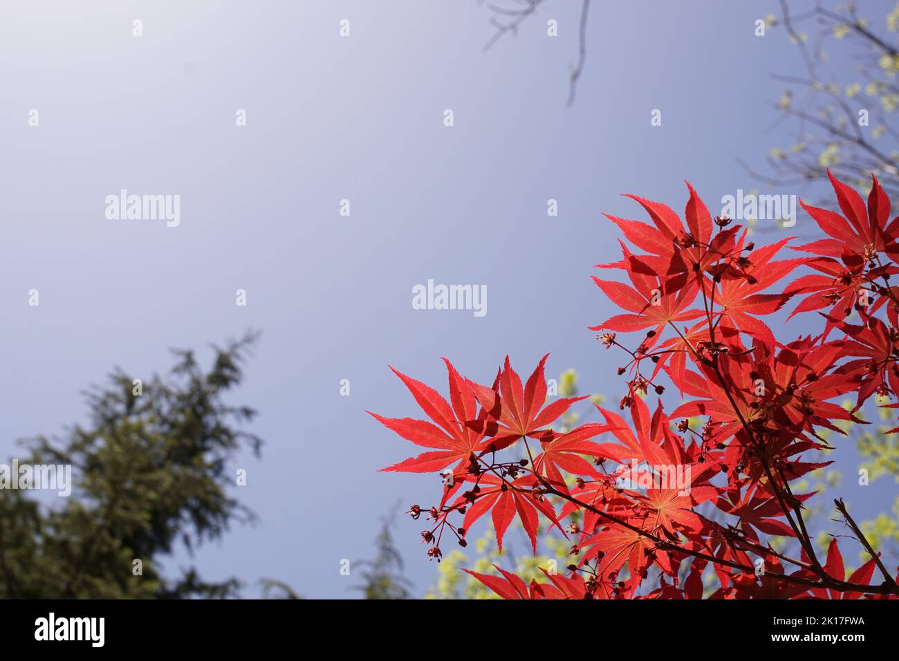 Close up photos of maple and red leaves under the blue sky Stock Photo ...