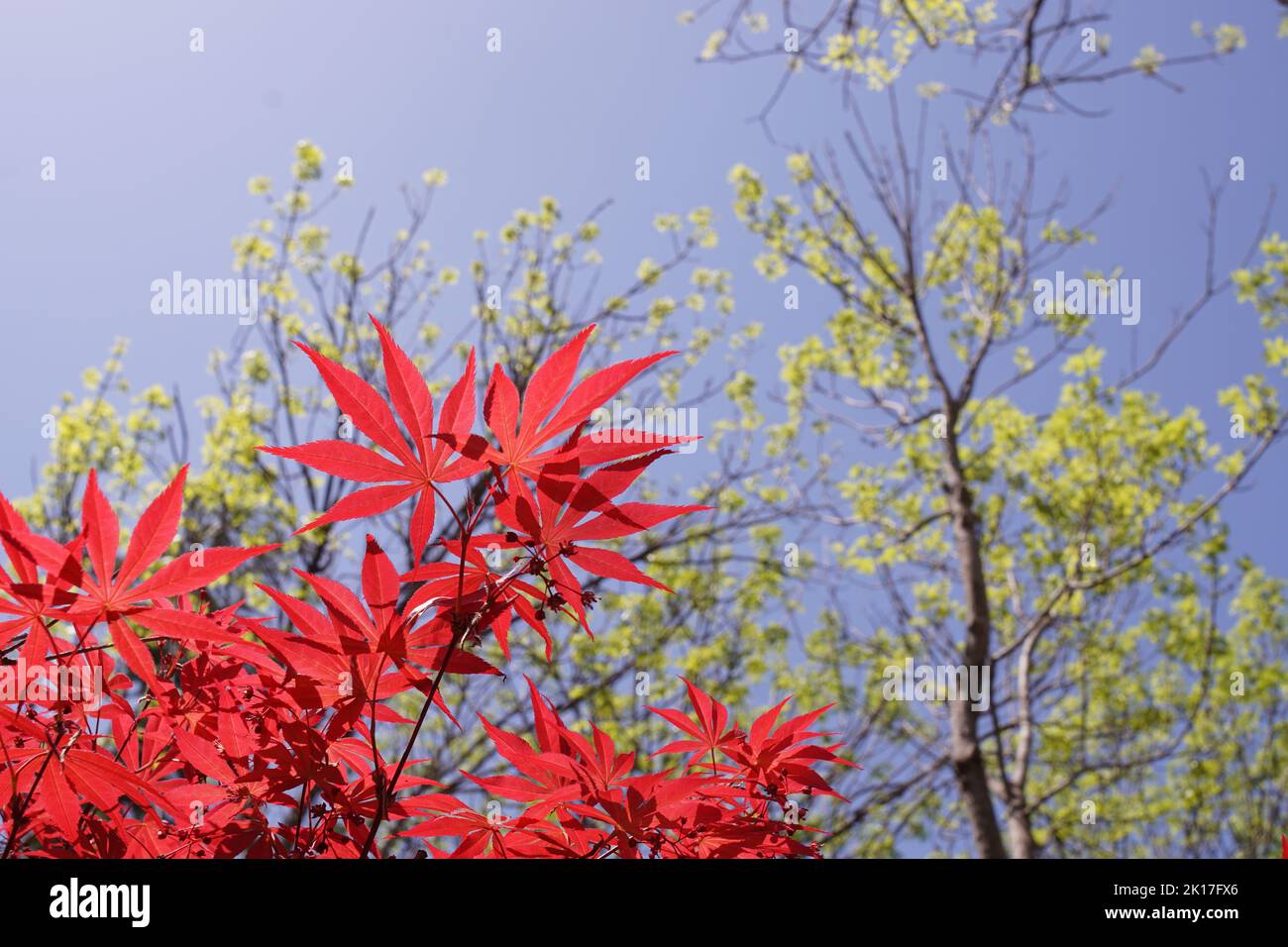 Close up photos of maple and red leaves under the blue sky Stock Photo ...