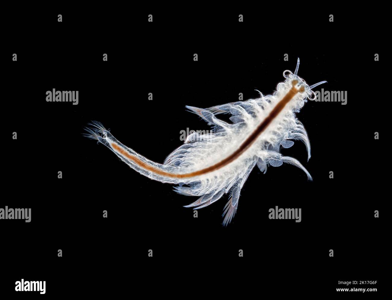 Artemia sp. Brine shrimp, darkfield photomicrograph Stock Photo