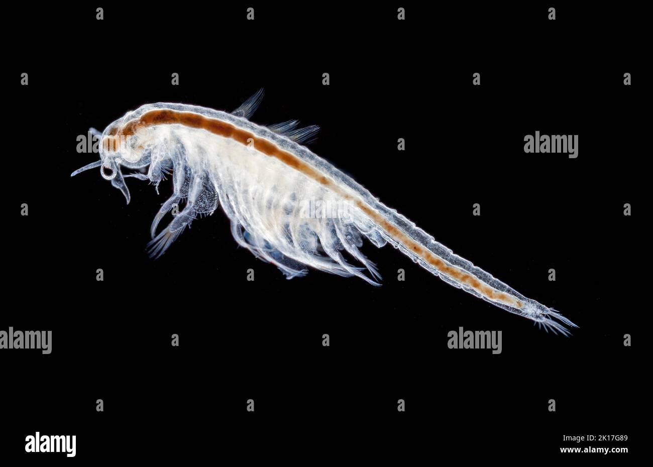 Artemia sp. Brine shrimp, darkfield photomicrograph Stock Photo