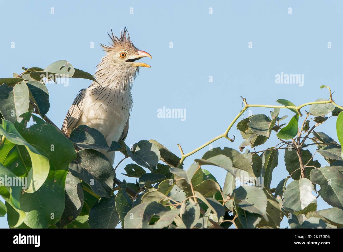 guira cuckoo, Guira guira, single adult calling while perched on tree, Pantanal, Brazil Stock Photo