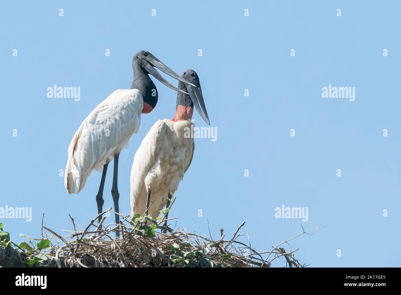 jabiru, Jabiru mycteria, pair of adults standing at nest, Pantanal, Brazil Stock Photo