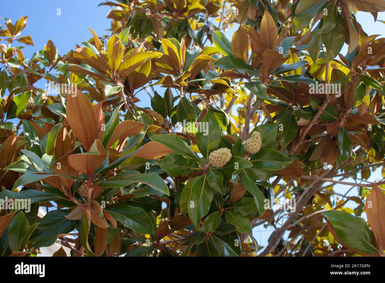 Branches of the magnolia grandiflora tree with fruits on the sky background, selective focus Stock Photo