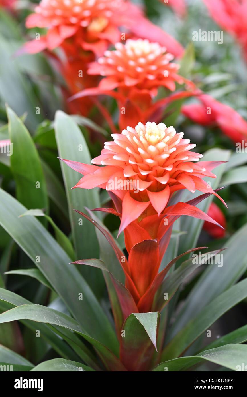 Bromelia flower red beautiful natural isolated on red background. Stock Photo