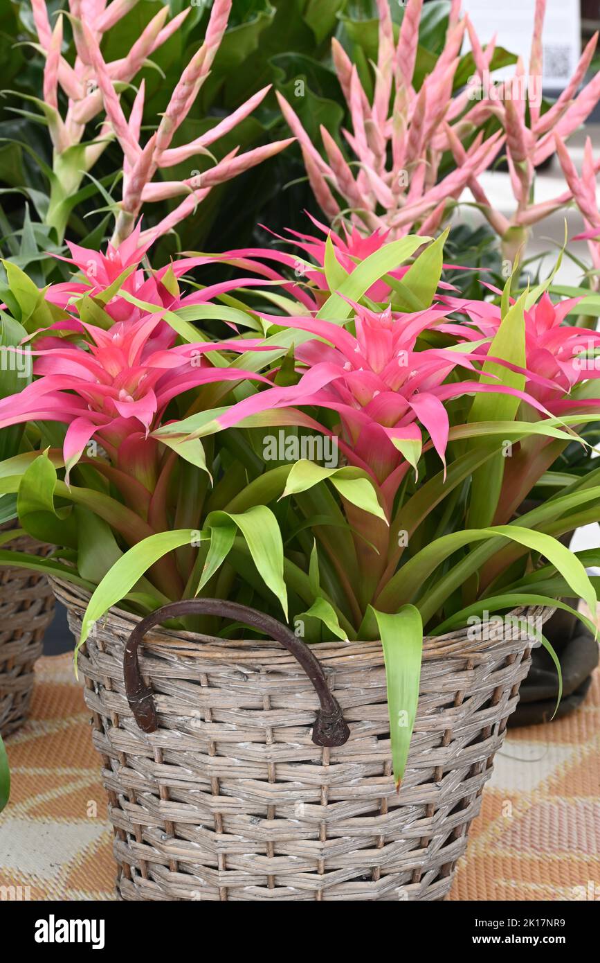 Flowering Guzmania plant in a basket planter Stock Photo