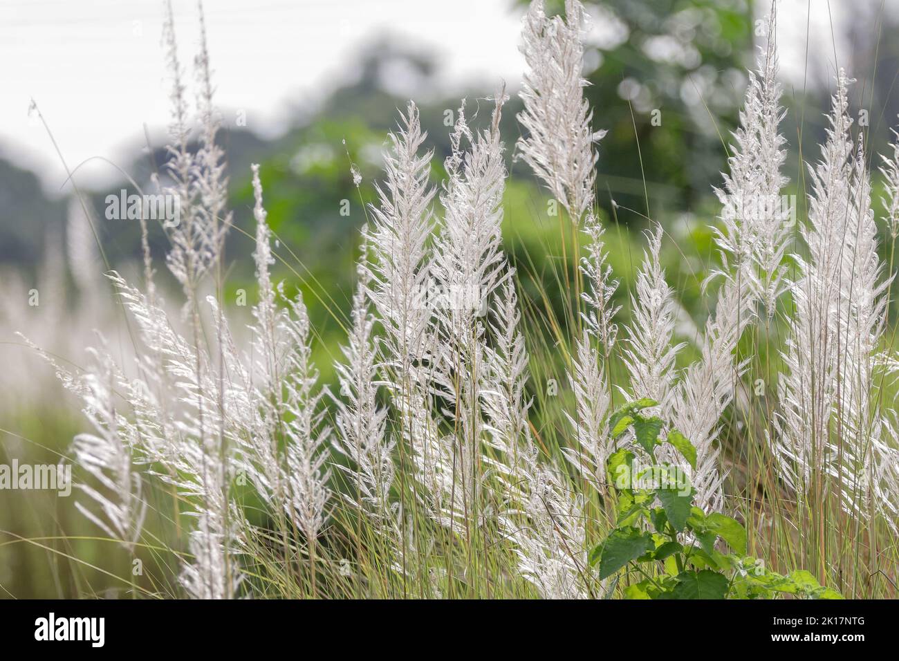 Saccharum spontaneum (wild sugarcane, Kans grass) is a grass native to the Indian Subcontinent. Stock Photo