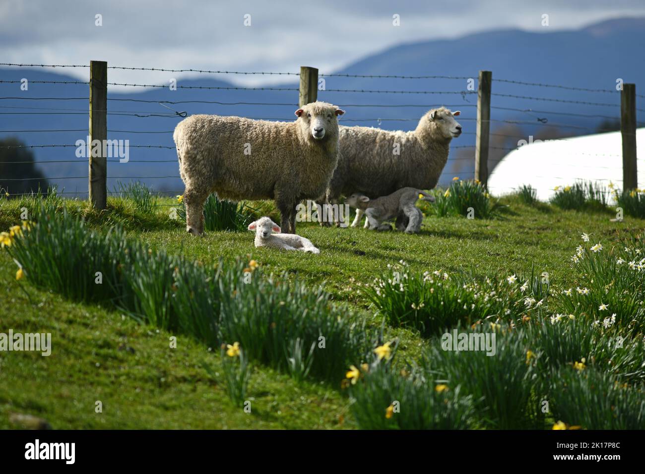 Spring lambs and sheep in a paddock of daffodils near Ikamatua, West Coast, New Zealand. Stock Photo