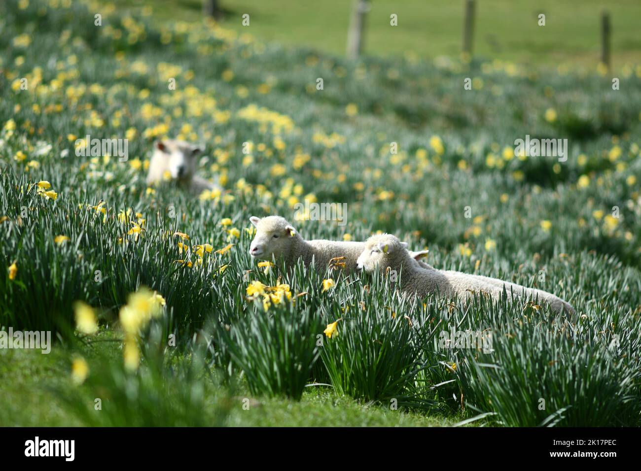 Spring lambs and sheep in a paddock of daffodils near Ikamatua, West