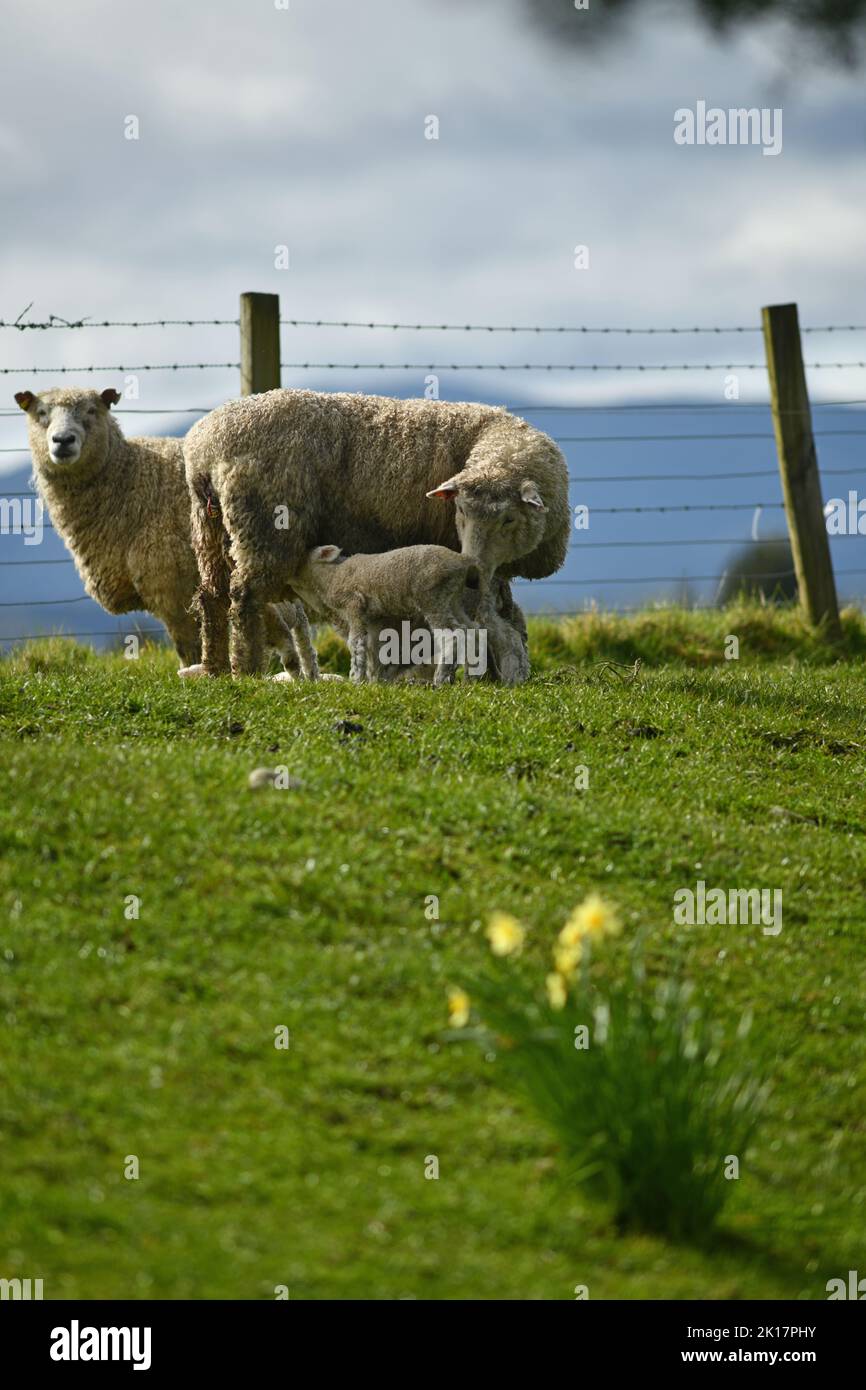 Spring lambs and sheep in a paddock of daffodils near Ikamatua, West Coast, New Zealand. Stock Photo