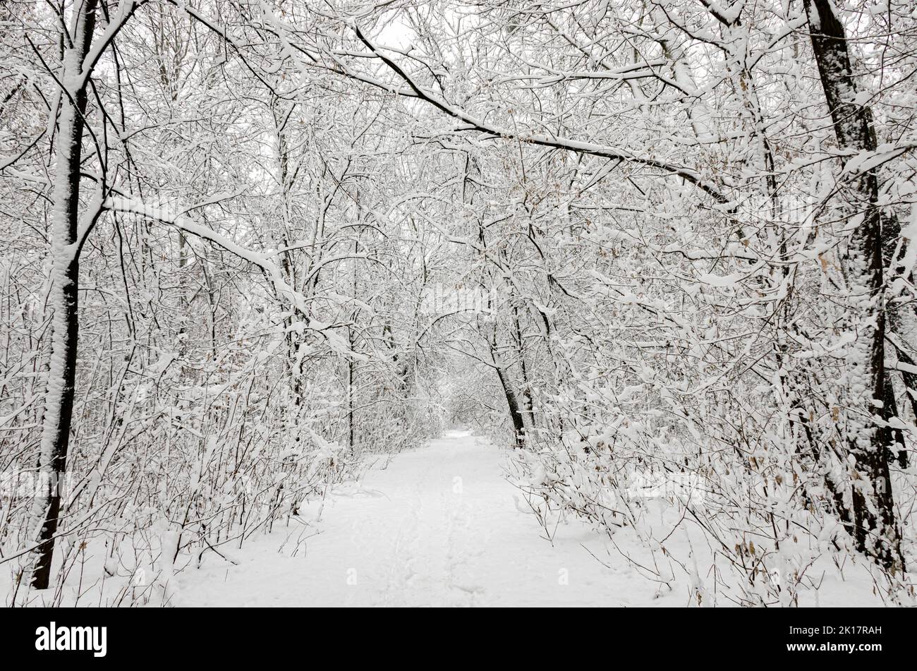 Traces on the white snow that lead to a dark forest covered with snow ...