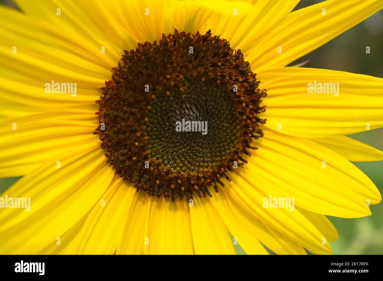 Sunflower Kelowna BC Stock Photo