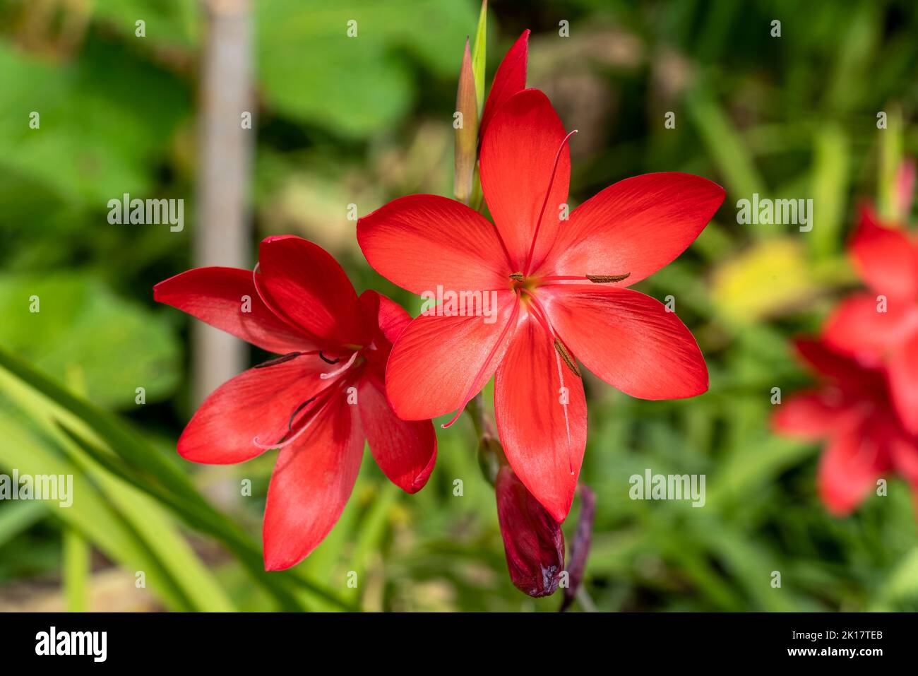 Hesperantha coccinea 'Major' a summer autumn fall flowering plant with a scarlet red summertime flower commonly known as crimson flag lily, stock phot Stock Photo