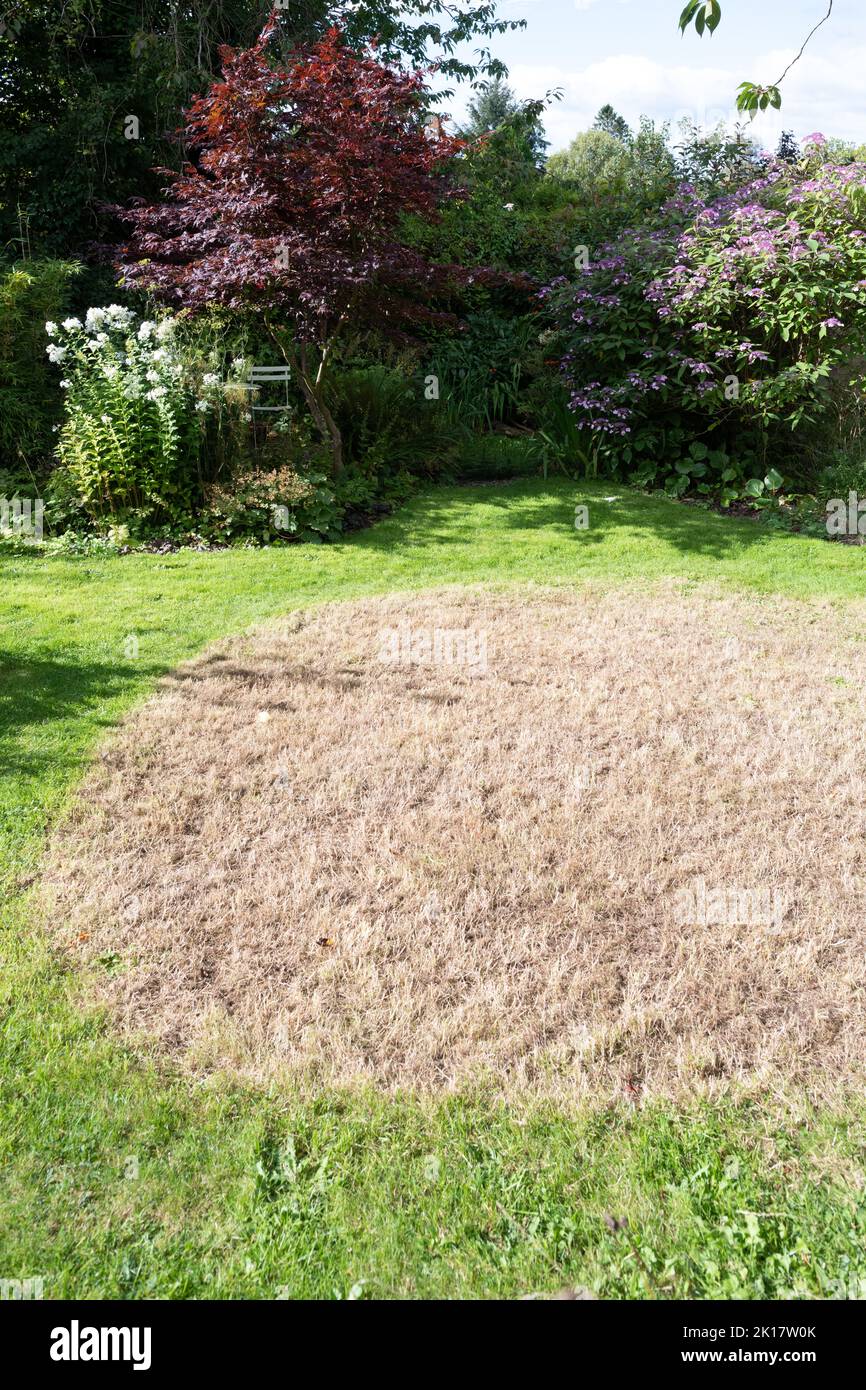 mini garden wildlife meadow of long grass - brown area after the long grass has been cut, mown and removed in late summer - Scotland, UK Stock Photo