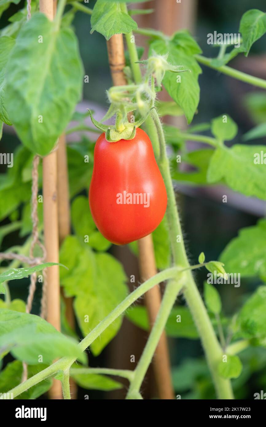 Ripe Roma tomato (Solanum lycopersicum Roma) in domestic greenhouse in Scotland, UK Stock Photo