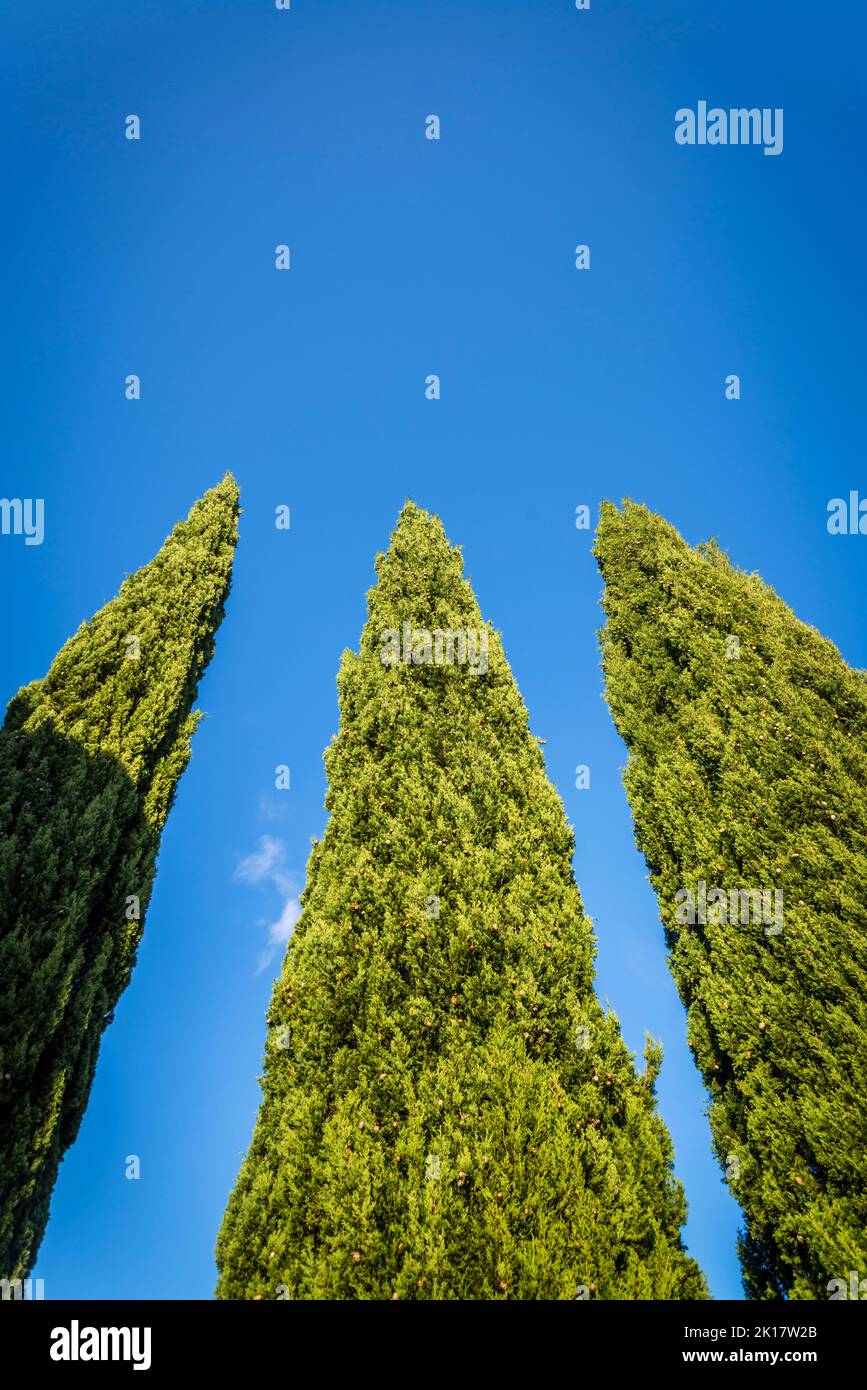 Cypress trees, Mali Iz, Island of Iz, Zadar archipelago, Dalmatia, Croatia Stock Photo