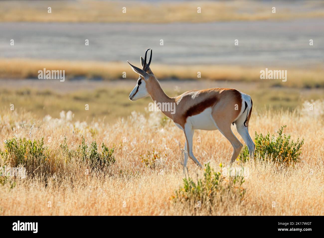 Springbok antelope (Antidorcas marsupialis) in natural habitat, Etosha National Park, Namibia Stock Photo