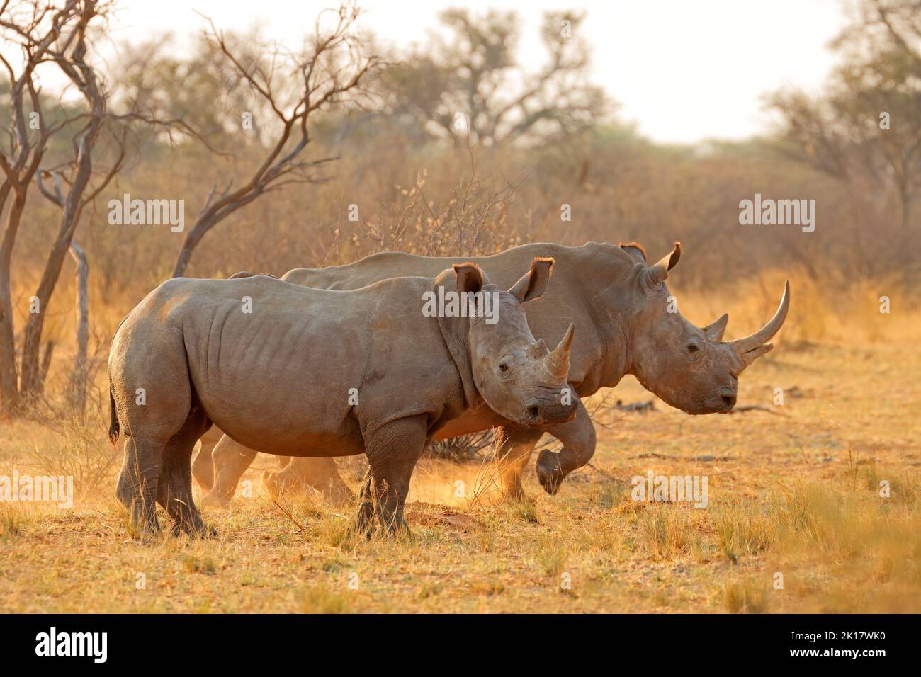 Alert white rhinoceros (Ceratotherium simum) in dust at sunset, South Africa Stock Photo