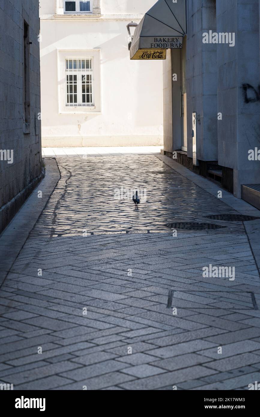 Pigeon in the street in the Old town, Zadar, Dalmatia, Croatia Stock Photo