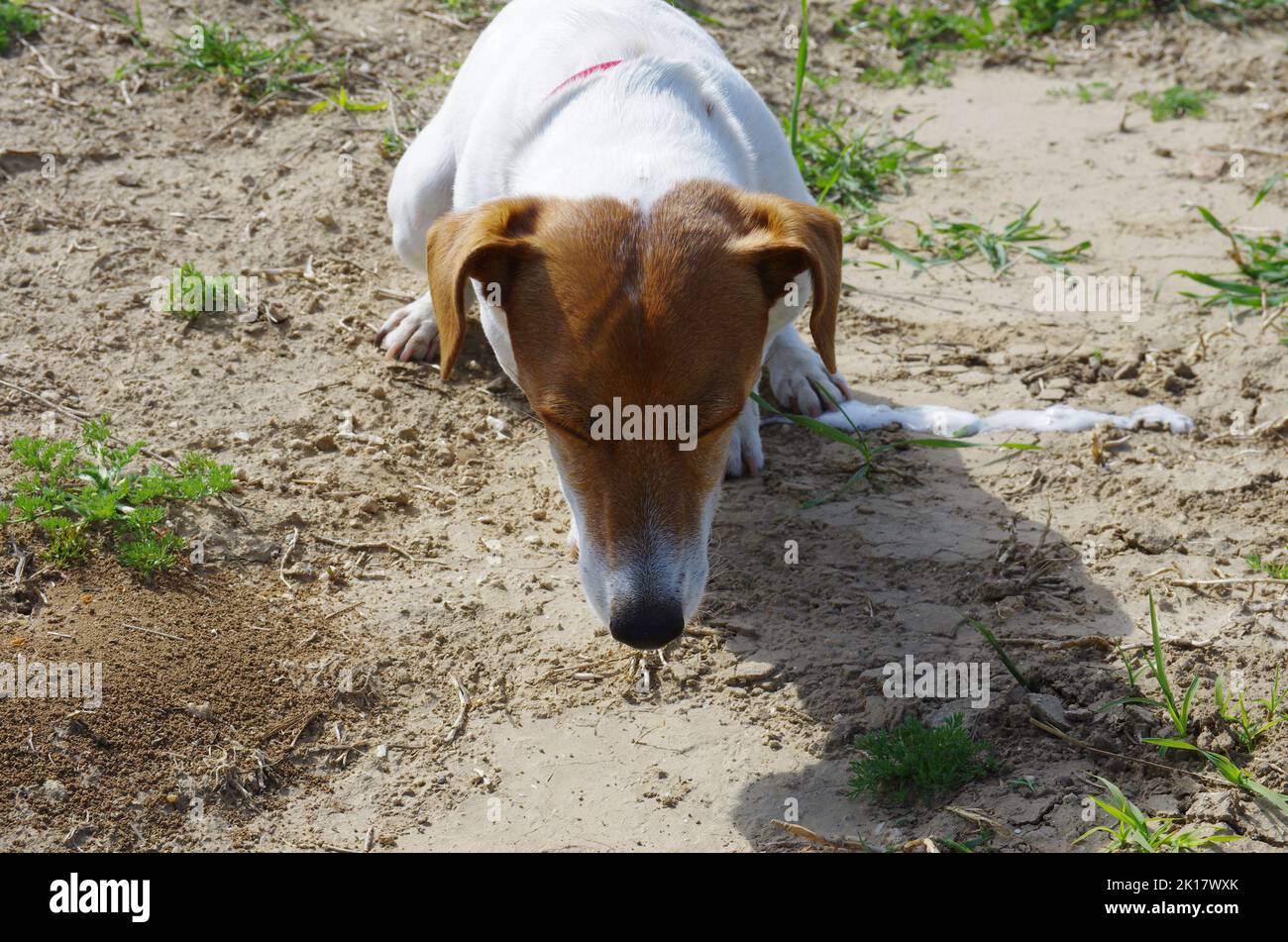 Vomits hires stock photography and images Alamy