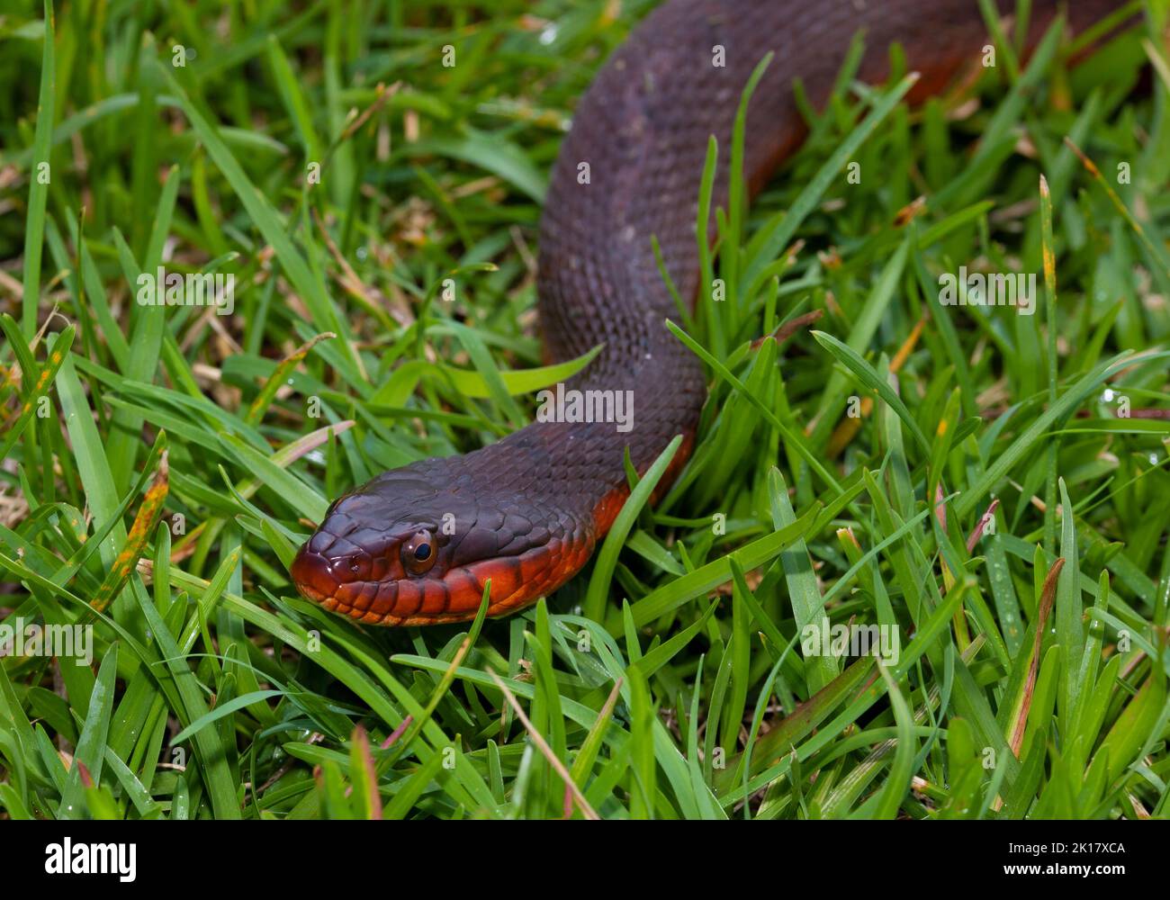 Snake with a red bottom coming toward the camera on grass Stock Photo