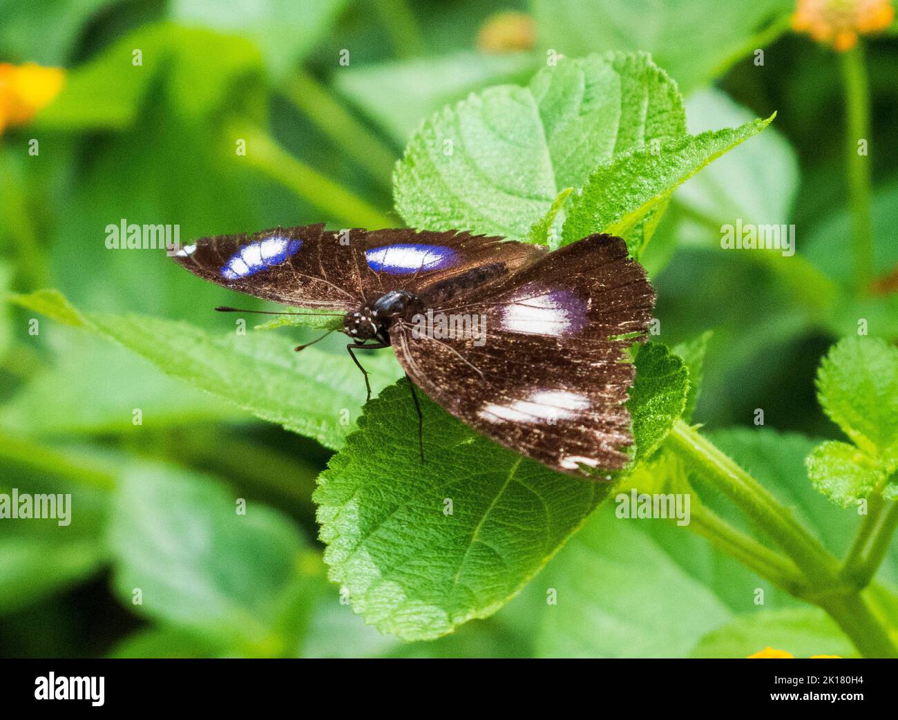 Brown butterfly with white spots on leaf Stock Photo Alamy