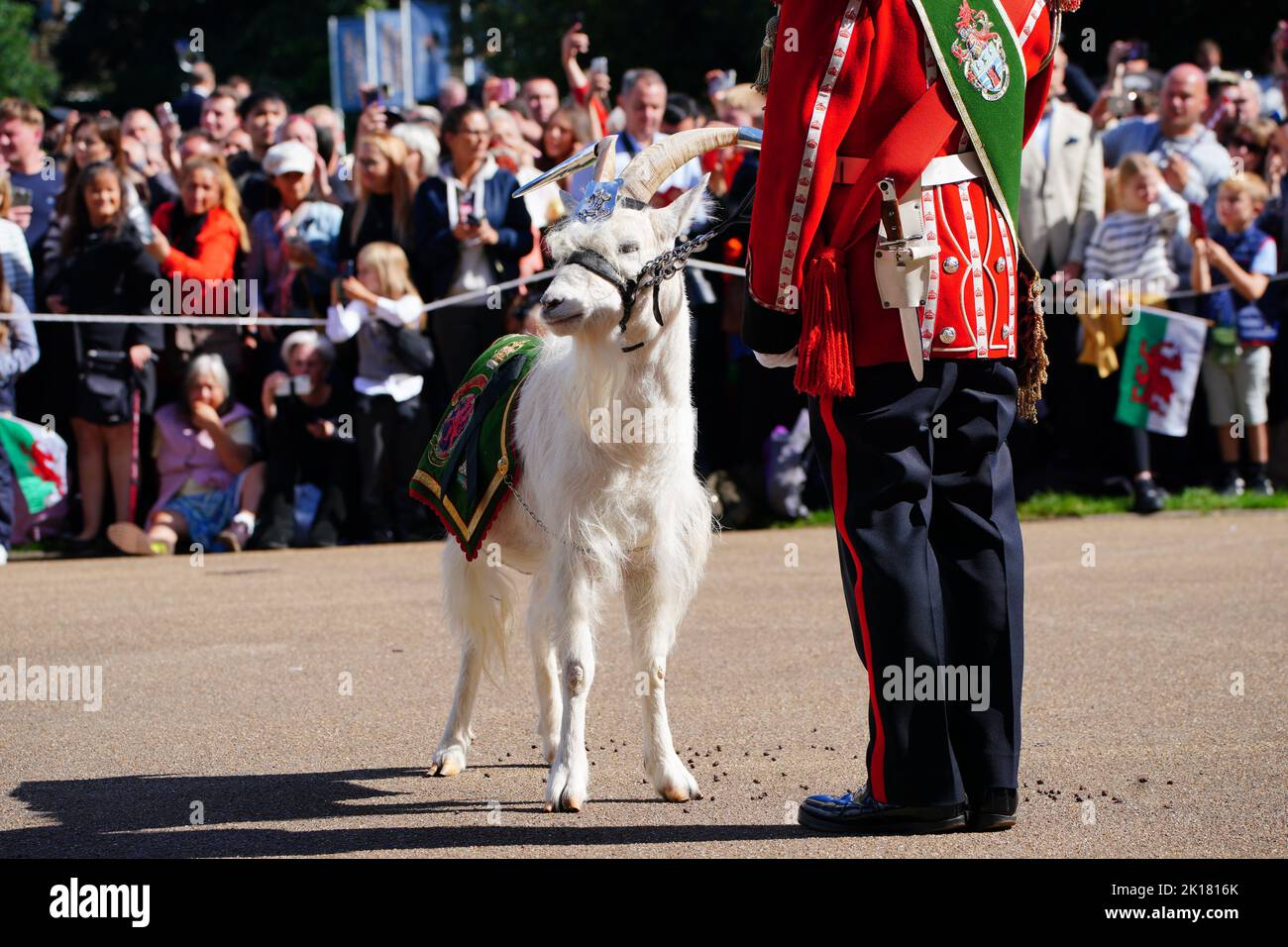 Lance Corporal Shenkin IV, the regimental mascot goat of the Third Battalion of the Royal Welsh regiment waits for King Charles III to arrive at Cardiff Castle in Wales. Picture date: Friday September 16, 2022. Stock Photo
