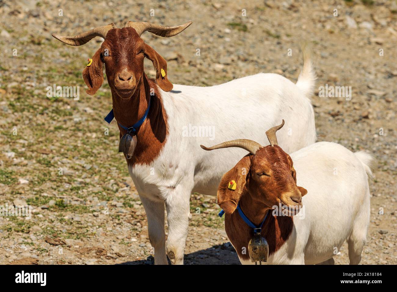 White and brown horned mountain goats with cowbell, Carnic Alps, Feistritz an der Gail municipality, Carinthia, Carnic Alps, Austria, central Europe. Stock Photo