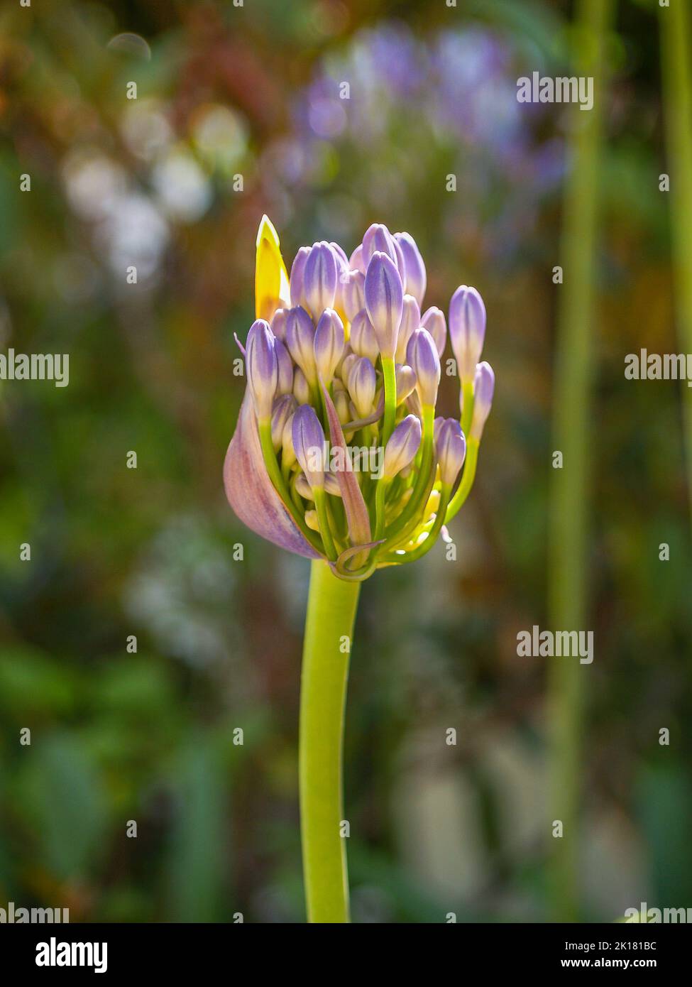 New growth in flower of agapanthus in sun. Stock Photo