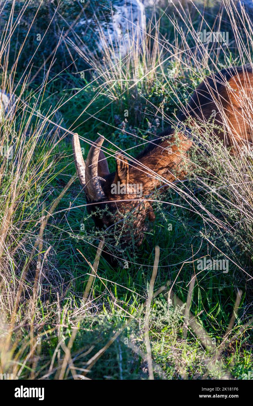 Goat in long grass, Island of Iz, Zadar archipelago, Dalmatia, Croatia Stock Photo