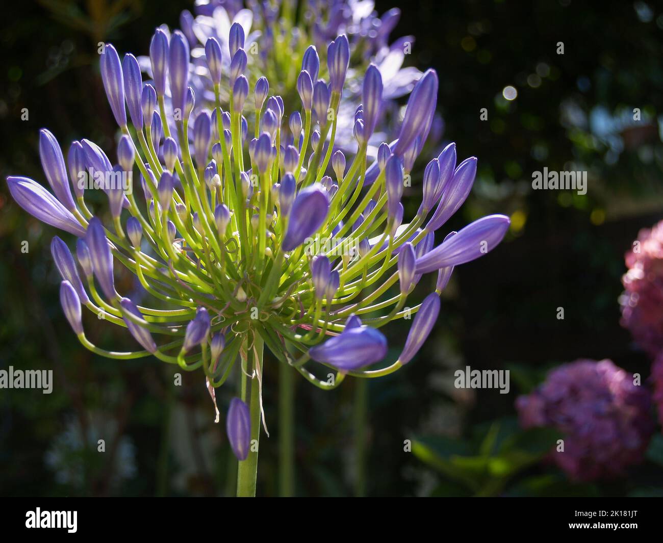 Bright agapanthus flowers in full bloom in garden Stock Photo