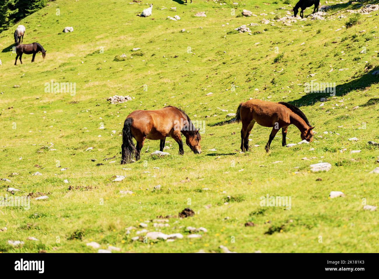 Herd of brown horses in a mountain pasture, green meadow. Feistritz an der Gail municipality, Carinthia, Carnic Alps, Italy-Austria border, Europe. Stock Photo