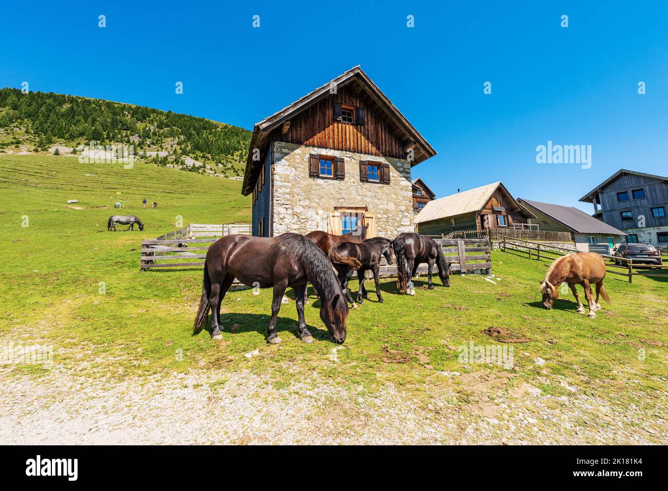 Herd of brown horses in a mountain pasture, Italy-Austria border, Feistritz an der Gail municipality, Osternig or Oisternig peak, Carinthia, Austria. Stock Photo