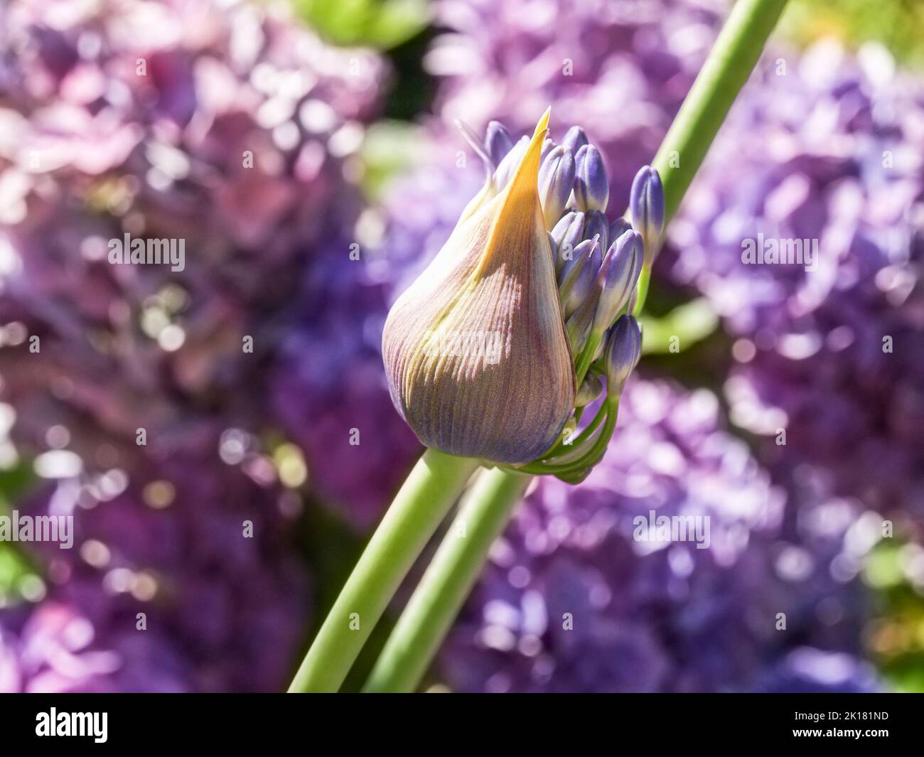 Agapantha flower bokeh background on end of stem about to bloom Stock Photo