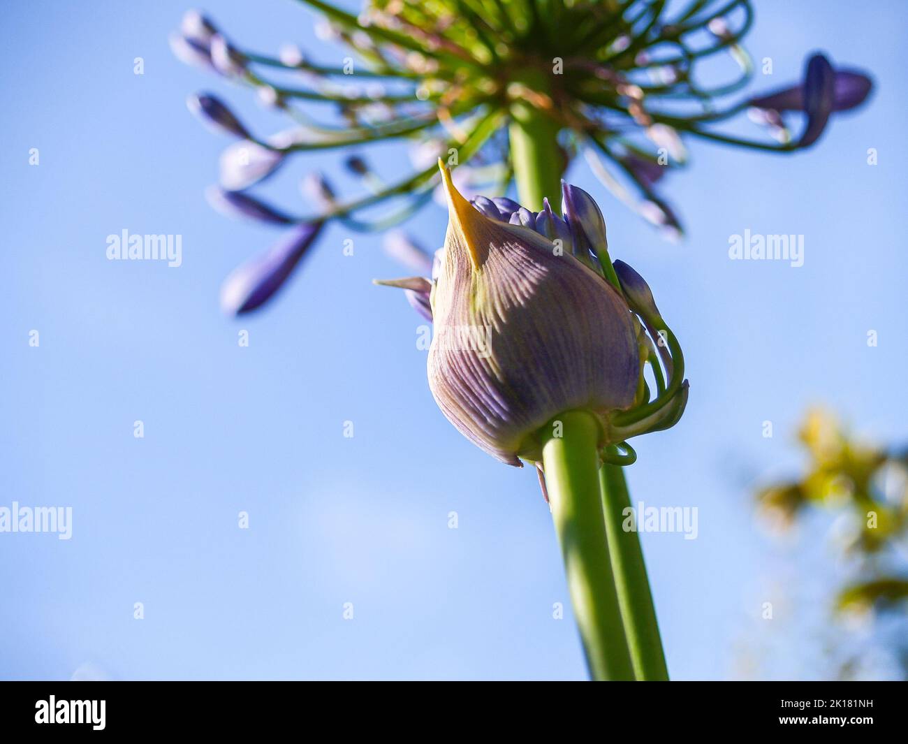 Blooming-agapanthus flower against blue sky. Stock Photo