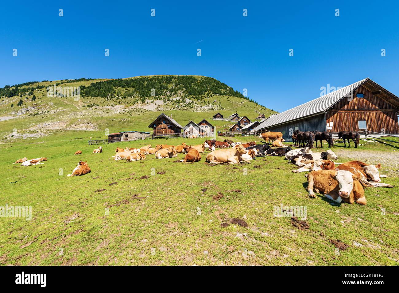 Herd of dairy cows and horses in a mountain pasture, Italy-Austria border, Feistritz an der Gail municipality, Osternig or Oisternig peak, Austria. Stock Photo