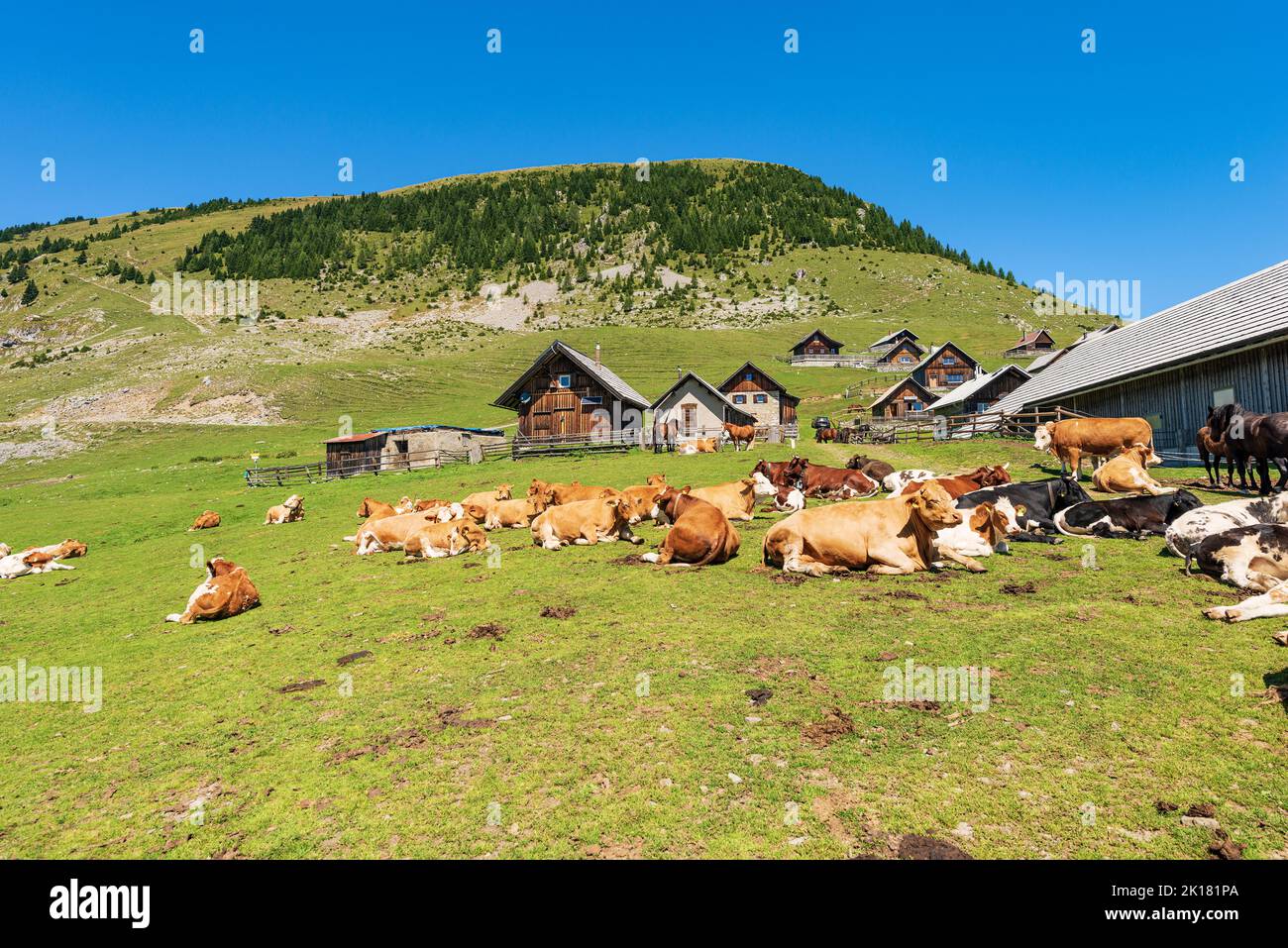 Herd of dairy cows and horses in a mountain pasture, Italy-Austria border, Feistritz an der Gail municipality, Osternig or Oisternig peak, Austria. Stock Photo