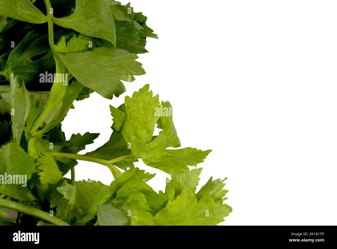 Clipping path green celery leaves isolated on white background Stock Photo