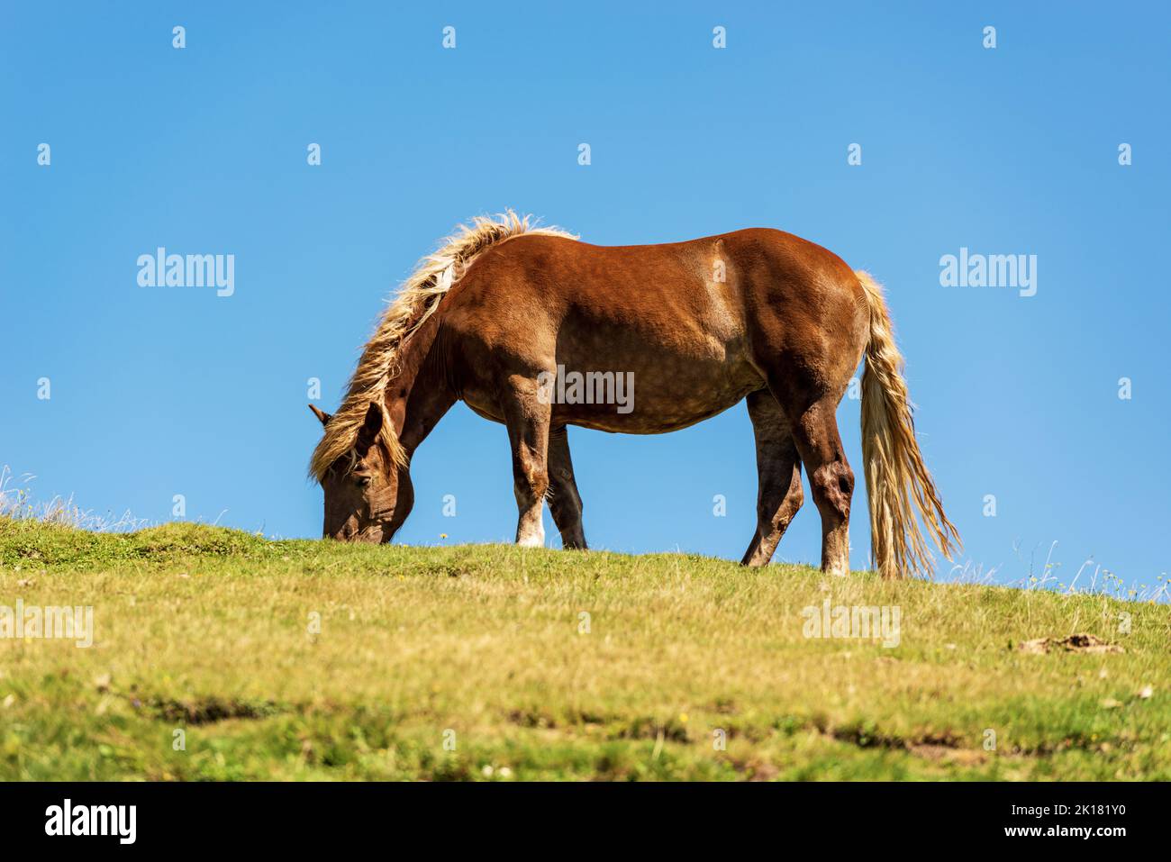 Brown horse in a mountain pasture on a clear blue sky, side view and green meadow. Feistritz an der Gail municipality, Carinthia, Carnic Alps, Austria Stock Photo