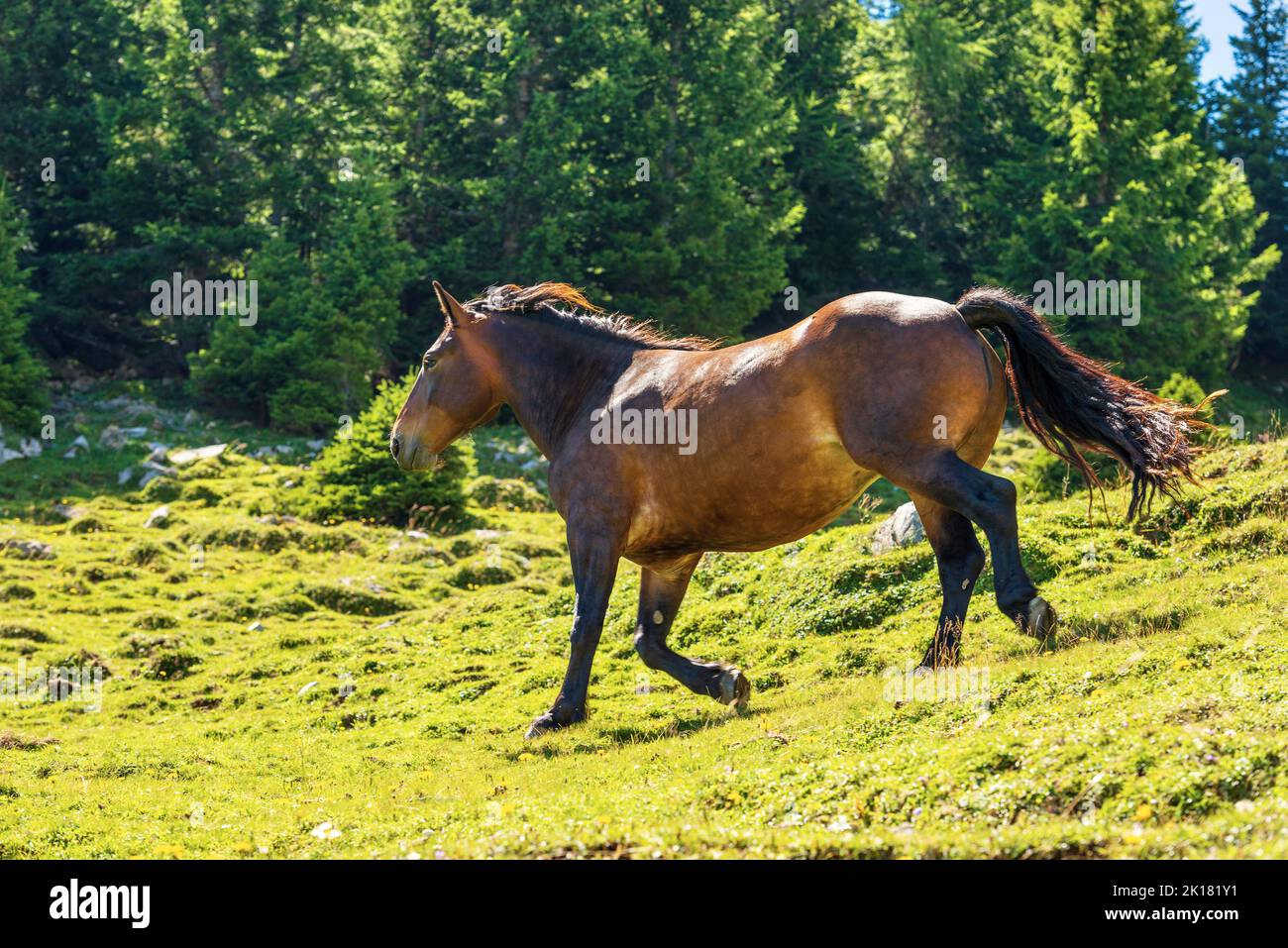 Brown horse in a mountain pasture with pine forest on background, Carnic Alps, Feistritz an der Gail municipality, Austria, Carinthia, central Europe. Stock Photo