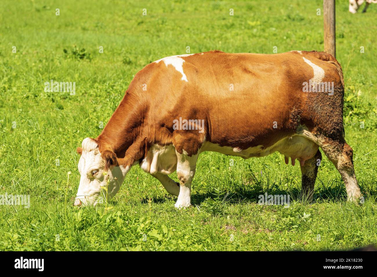 Brown and white dairy cow in a mountain pasture, green meadow, side ...