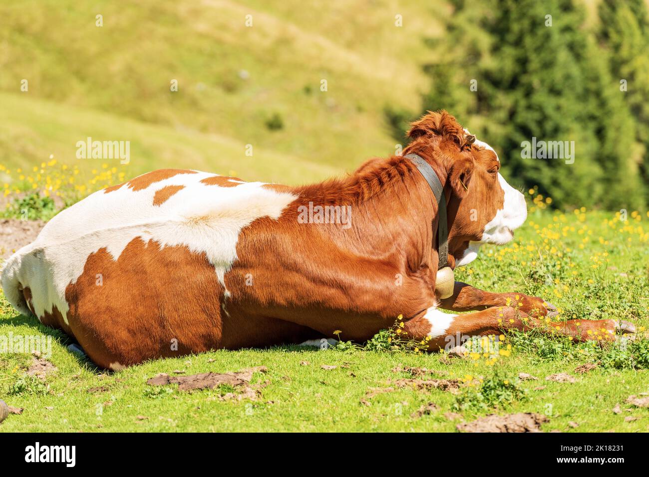Brown and white dairy cow with cowbell on a mountain pasture, green ...