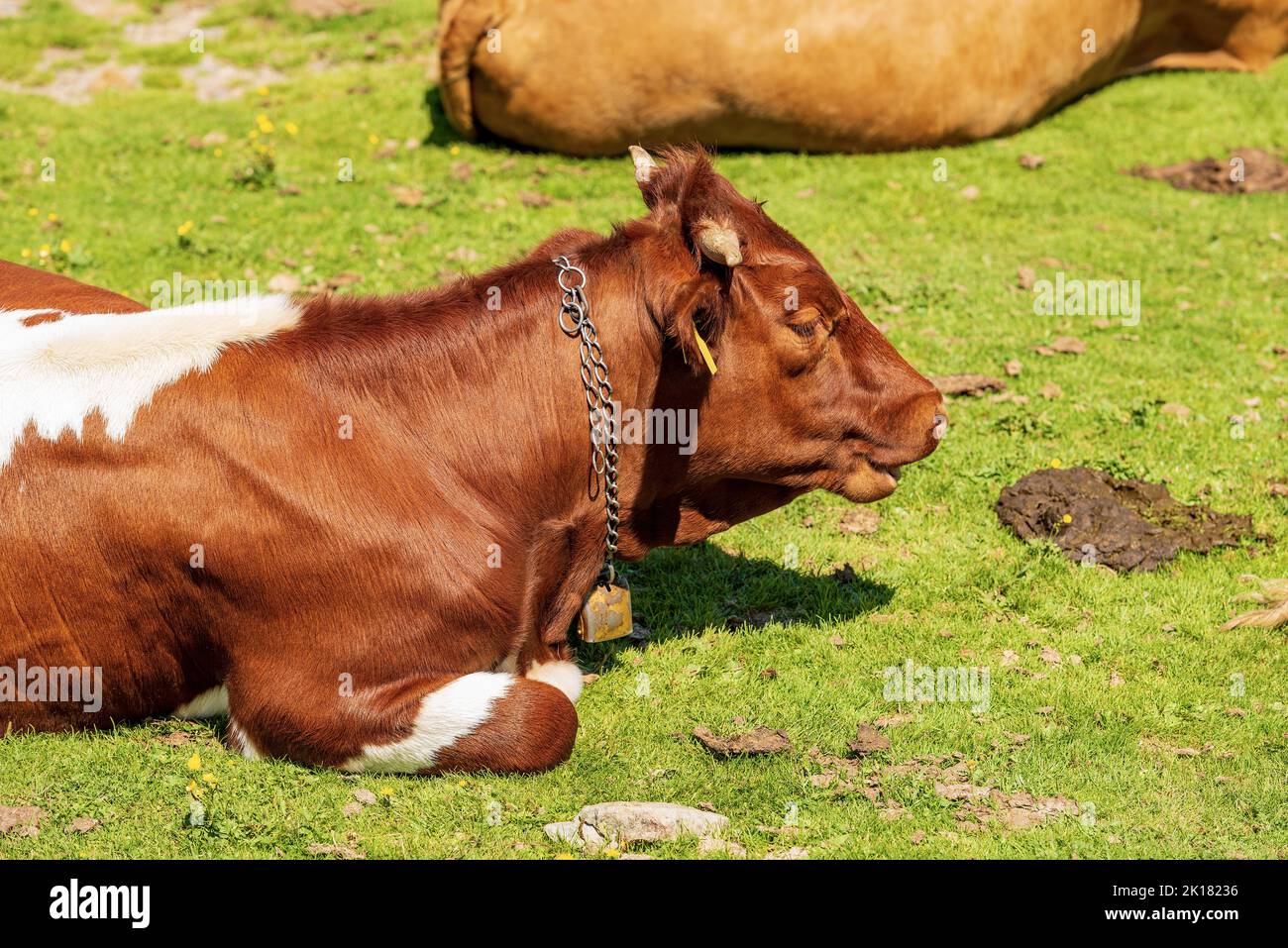 Brown and white dairy cow with cowbell on a mountain pasture, green ...