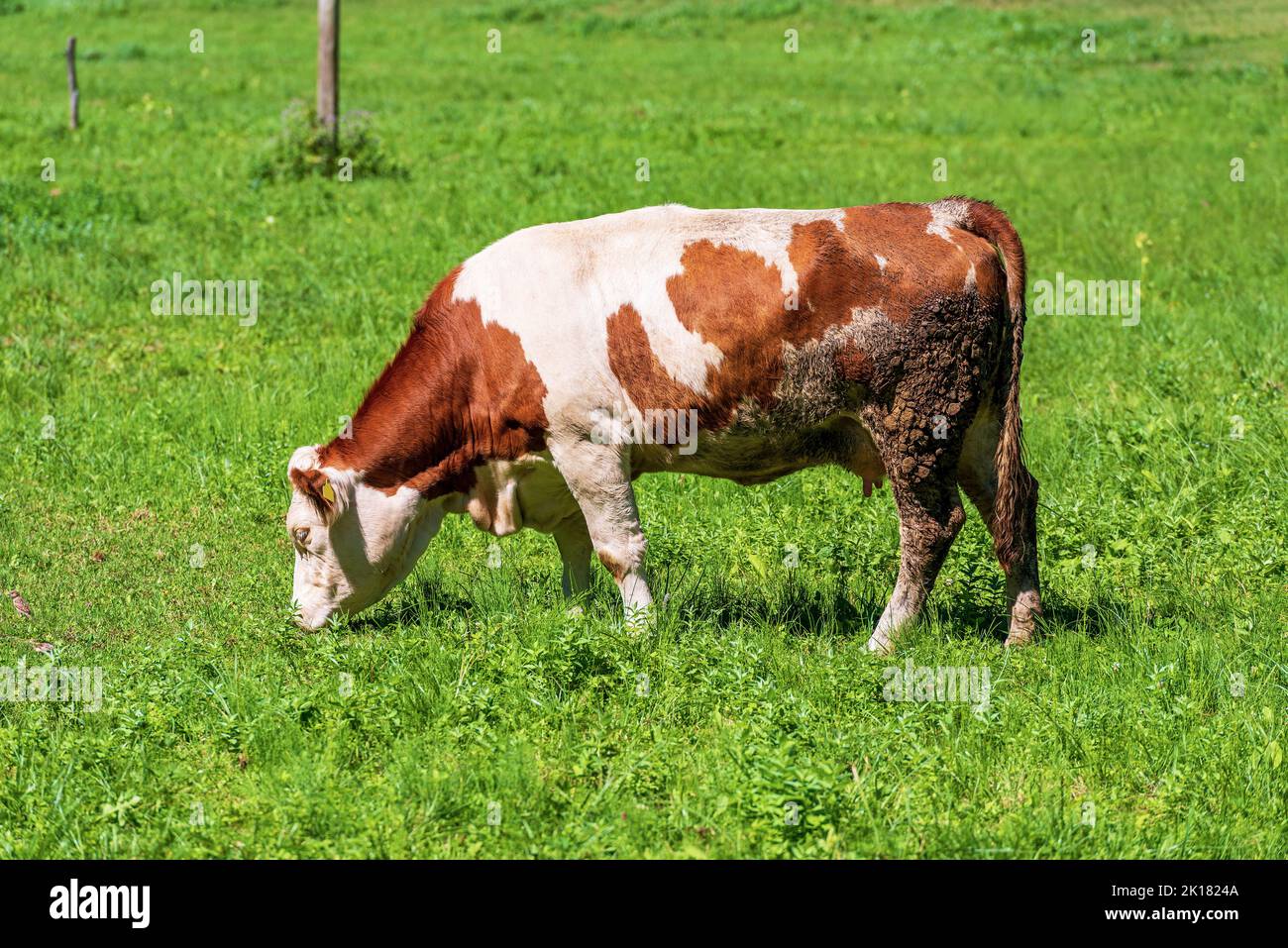 Brown and white dairy cow in a mountain pasture, green meadow, side ...